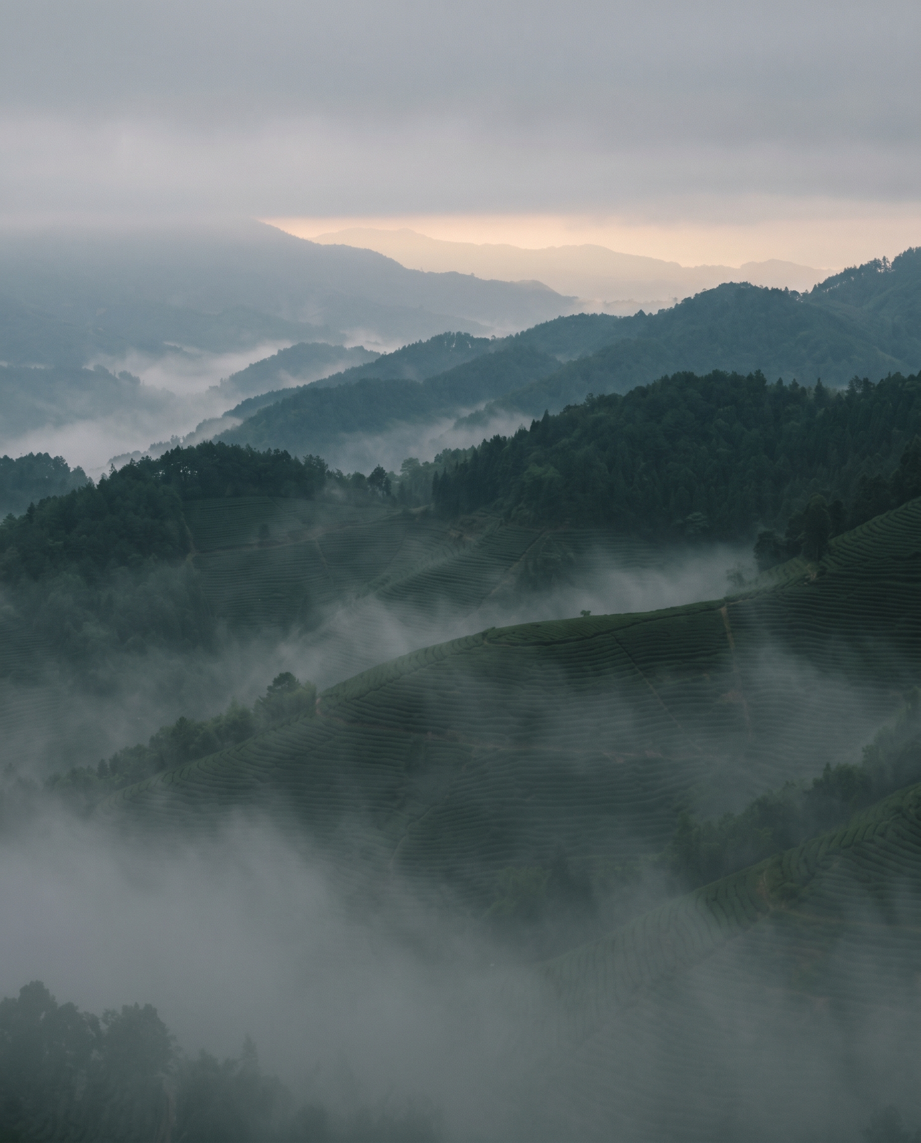 Misted ridges of tea country in Lincang, Yunnan